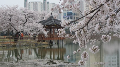 South Korea Cherry Blosson